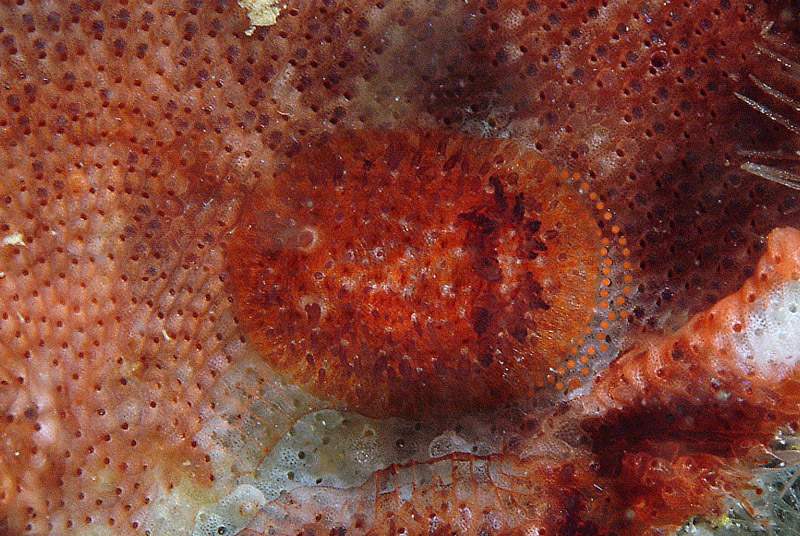 Onchidoris neapolitana